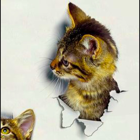 3D Kitten Wall Decal Sticker - Picture 2 of 2